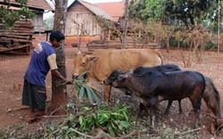 Đuổi cái nghèo nhờ nuôi bò luân chuyển