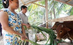 Nỗ lực giảm nghèo trong đồng bào Khmer