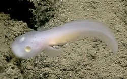 Phát hiện loài cá 'ma' bí ẩn dưới biển sâu