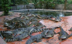 Cà Mau: Người nuôi cá sấu gặp khó khăn