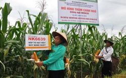 Chuyển trồng lúa sang ngô: Hướng đến đạt 1 triệu tấn ngô/năm
