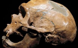 Bỉ: Phát hiện tộc người ăn thịt lẫn nhau 40.000 năm trước