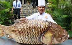 Cá hô nặng gần 130kg “bơi” từ Biển Hồ về Sài Gòn