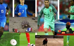 Các tiên tri động vật như đoán thế nào về chung kết EURO 2016?