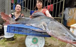 Lại bắt được cá lăng nặng gần 40 kg trên sông Sêrêpốk