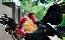 Cựu chiến binh nuôi gà chọi thu hàng trăm triệu đồng ở Đô Lương