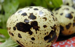 Muốn sống lâu, mỗi ngày nên ăn 5-6 trứng cút