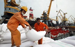 Lộ “tử huyệt” khiến xuất khẩu gạo sụt giảm