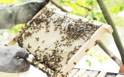 Nuôi ong mật ở Nam Đàn thu tiền tỷ