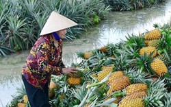 ĐBSCL: Giá dứa tăng cao, nông dân thu lãi lớn