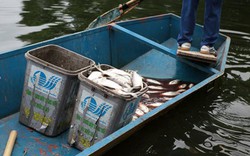Hà Nội: Cá chết bất thường, nổi trắng hồ Thiền Quang
