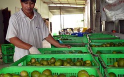 “Làm mới” HTX để nhà nông bớt thua thiệt