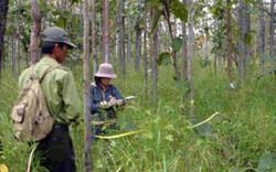 Các công ty nông, lâm nghiệp: Làm thì lỗ, không làm cũng… lỗ nghìn tỷ