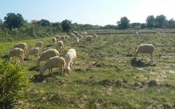 Ninh Thuận: Sau mưa, cừu tăng giá lên 75.000 đồng/kg