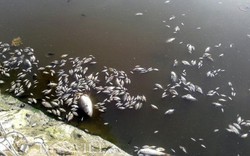 Thanh Hóa: Cá chết trắng mặt hồ, hôi thối không chịu nổi