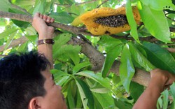 Tận mắt thấy "thợ săn ong rú" mình trần leo cây lấy mật