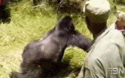 Clip: Khỉ đột 300 kg tấn công khiến nữ du khách hoảng sợ