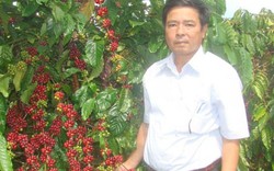 Vườn cà phê lên tuổi "cụ" đạt năng suất trên 4 tấn/ha