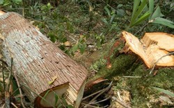 Phối hợp với Lào điều tra vụ đốn hạ hàng chục cây gỗ pơ mu quý hiếm