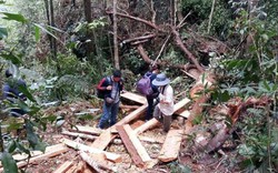Chủ tịch tỉnh Quảng Nam: Vụ phá rừng có dấu hiệu bao che, dung túng