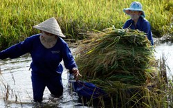 Báo động tình trạng gạo Việt lép vế tại thị trường truyền thống