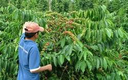 Mô hình cà phê xen canh sầu riêng đem lại hiệu quả cao