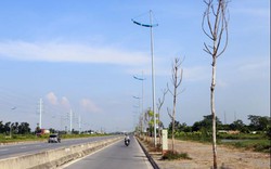 Hà Nội: Cây xanh trên đường nghìn tỷ hoá củi khô