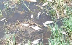 Cá chết trắng kênh vì nhà máy sô đa xả thải chui