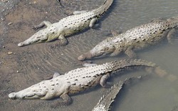 Cá sấu ngoạm đứt chân du khách ở bãi biển Costa Rica