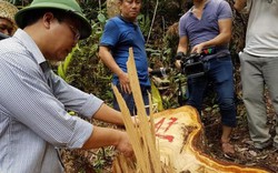 Ngày mai họp với Lào vụ phá rừng pơmu, báo chí bị "cấm cửa"