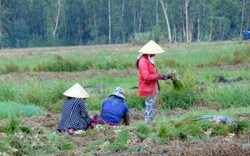 Trồng kiệu lãi hơn 200 triệu đồng/ha