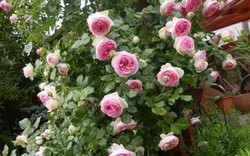 Mẹ Việt của vườn hồng triệu bông mách cách trồng hoa hồng 'lên như nấm'