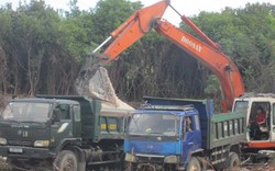 Dừng các hoạt động khai thác để bảo vệ rừng Trâm ở Quan Lạn