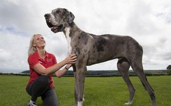 Ngắm chú chó cao nhất thế giới 2,1m