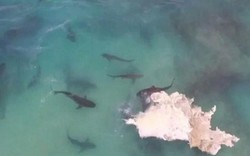 Video: 40 cá mập cắn xé xác cá voi khổng lồ