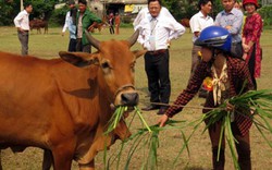 Lãi lớn nhờ nâng tầm vóc bò lai