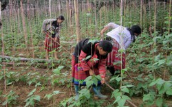 Những người “nuôi con mọn” ở cao nguyên Mộc Châu