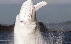 Cá voi trắng cực hiếm xuất hiện ở biển Australia