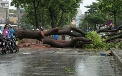 Cập nhật mới nhất những tuyến đường có cây đổ ở Hà Nội