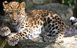 Top 10 động vật có nguy cơ tuyệt chủng cao nhất thế giới