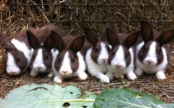 Top 10 loài thỏ phổ biến nhất thế giới
