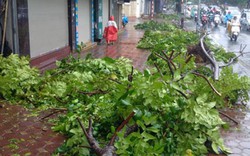 Hôm nay, giải tỏa xong lượng cây đổ trên địa bàn 4 quận do bão số 1