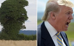 Cây lạ có hình dạng giống hệt tỷ phú Trump đang gào hét