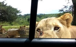 Clip: Du khách khiếp sợ vì sư tử biết mở cửa xe