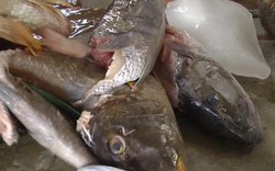 28 người nhập viện nghi do ngộ độc cá hồng