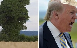 Kỳ lạ cây mọc tự nhiên giống hệt Donald Trump