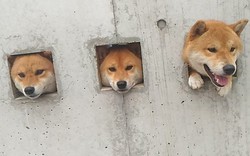 Sự thật đáng yêu đằng sau 3 chú chó bị "giam cầm"
