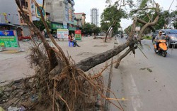 Giông lốc khủng khiếp, cây bật gốc đè chết bé trai