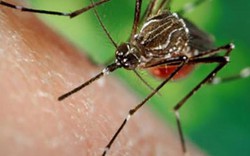 Phát hiện một thanh niên nhiễm virus Zika ở Phú Yên