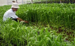 Trồng rau muống lấy hạt - lợi nhuận cao hơn nhiều trồng lúa